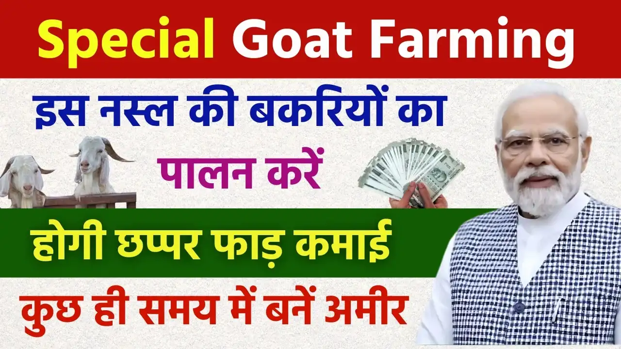 Special Goat Farming